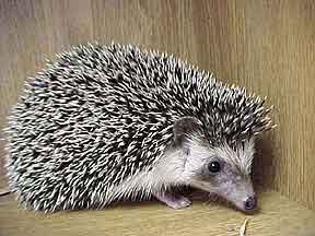 African Pygmy Hedgehog (Erinaceus albiventris)