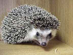 African Pygmy Hedgehog (Erinaceus albiventris)